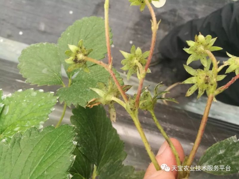 草莓病虫害防治