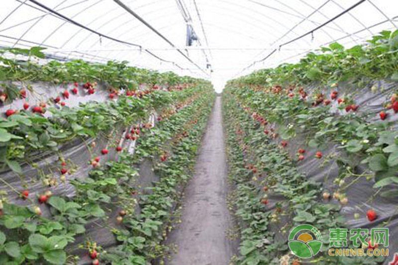 草莓种植技术浅析:从选种到收获全程解读