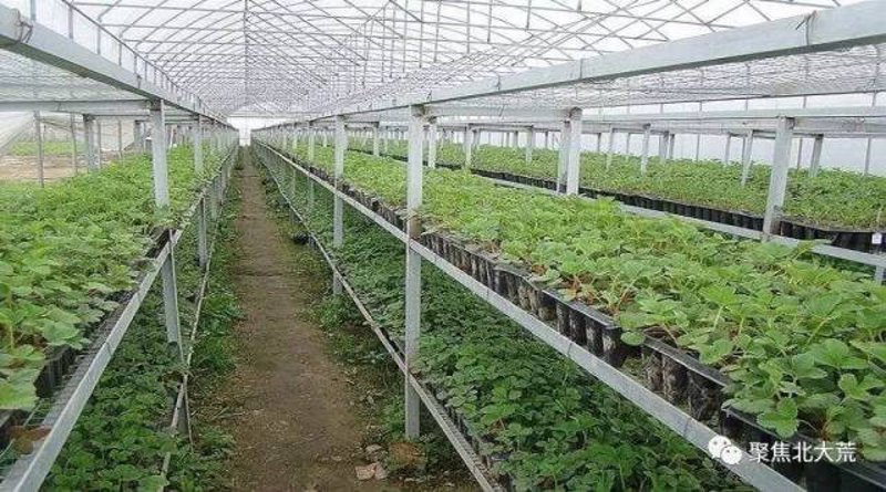 草莓育苗