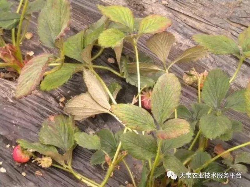 草莓育苗:现代农业中的新希望