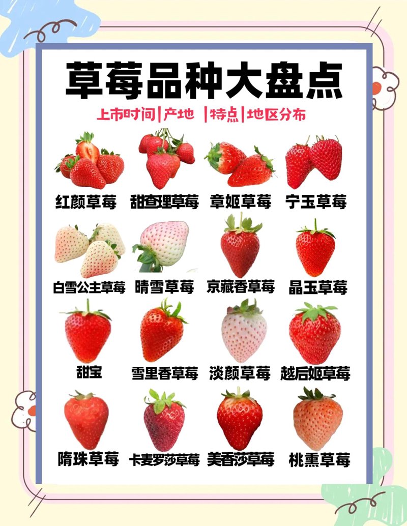 济南草莓行业动态:让甜蜜味道在城市间蔓延