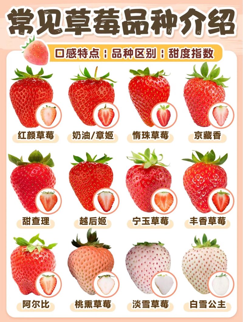 草莓育苗技术新动态:助力现代农业增产增收