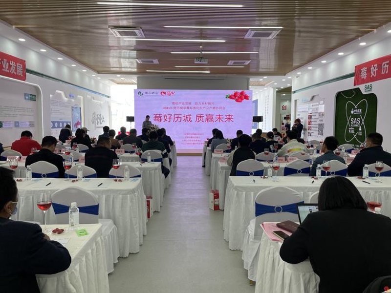 历城区草莓协会:引领草莓产业迈上新台阶
