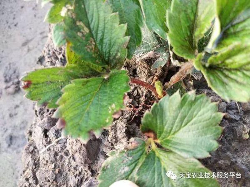 历城区草莓协会携手共进,助力当地产业繁荣发展